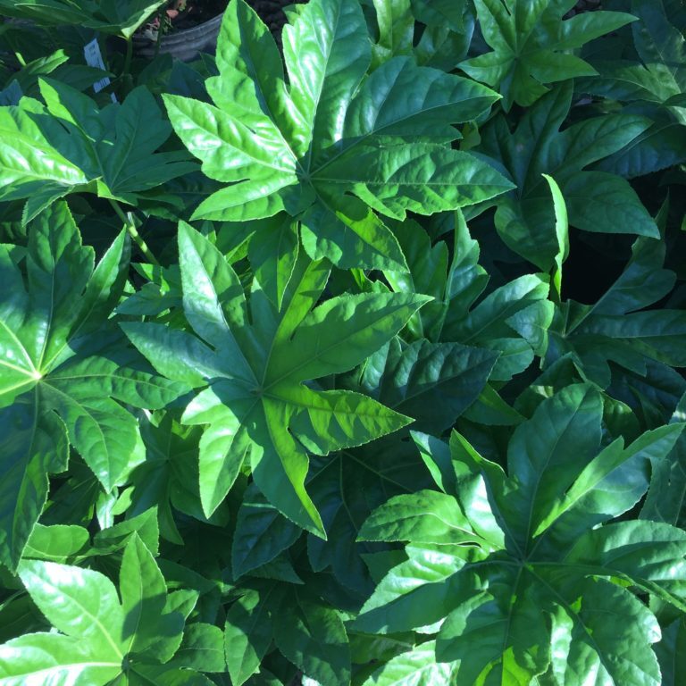 Fatsia