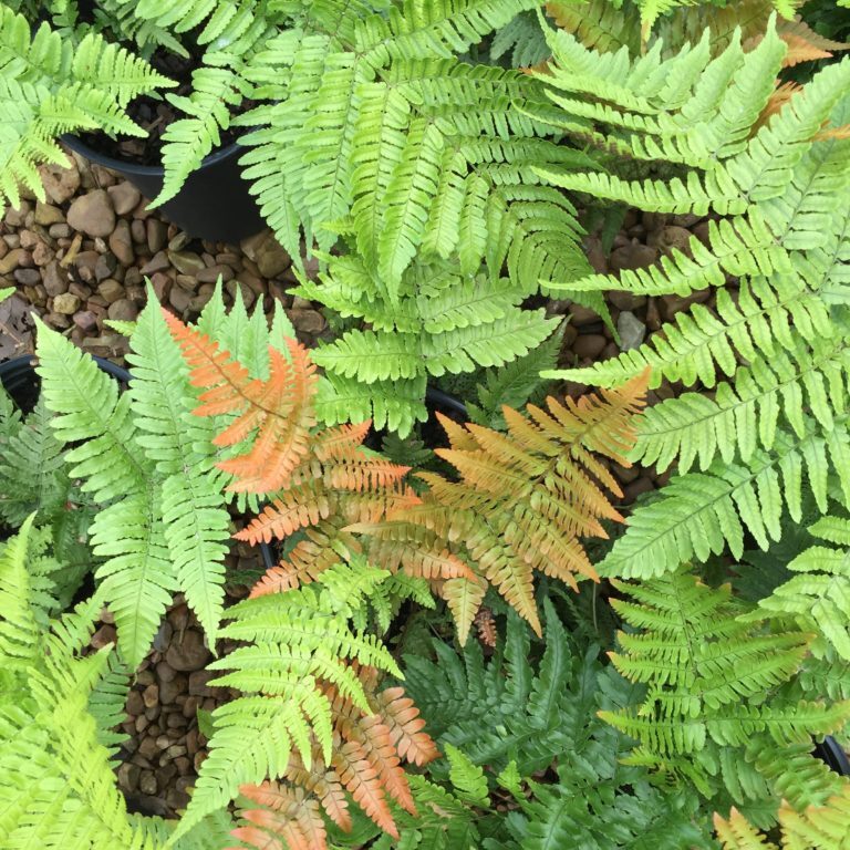 'Autumn' Fern