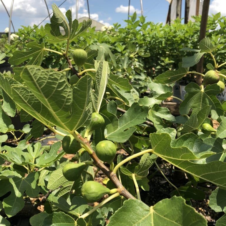 'Brown Turkey' Fig