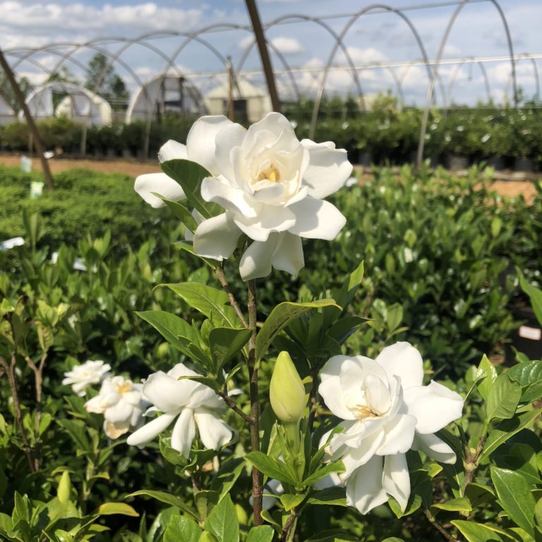 'August Beauty' Gardenia