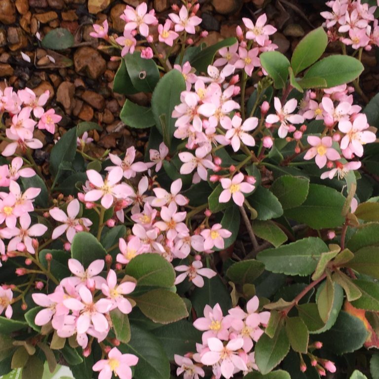 'Eleanor Tabor' Indian Hawthorn