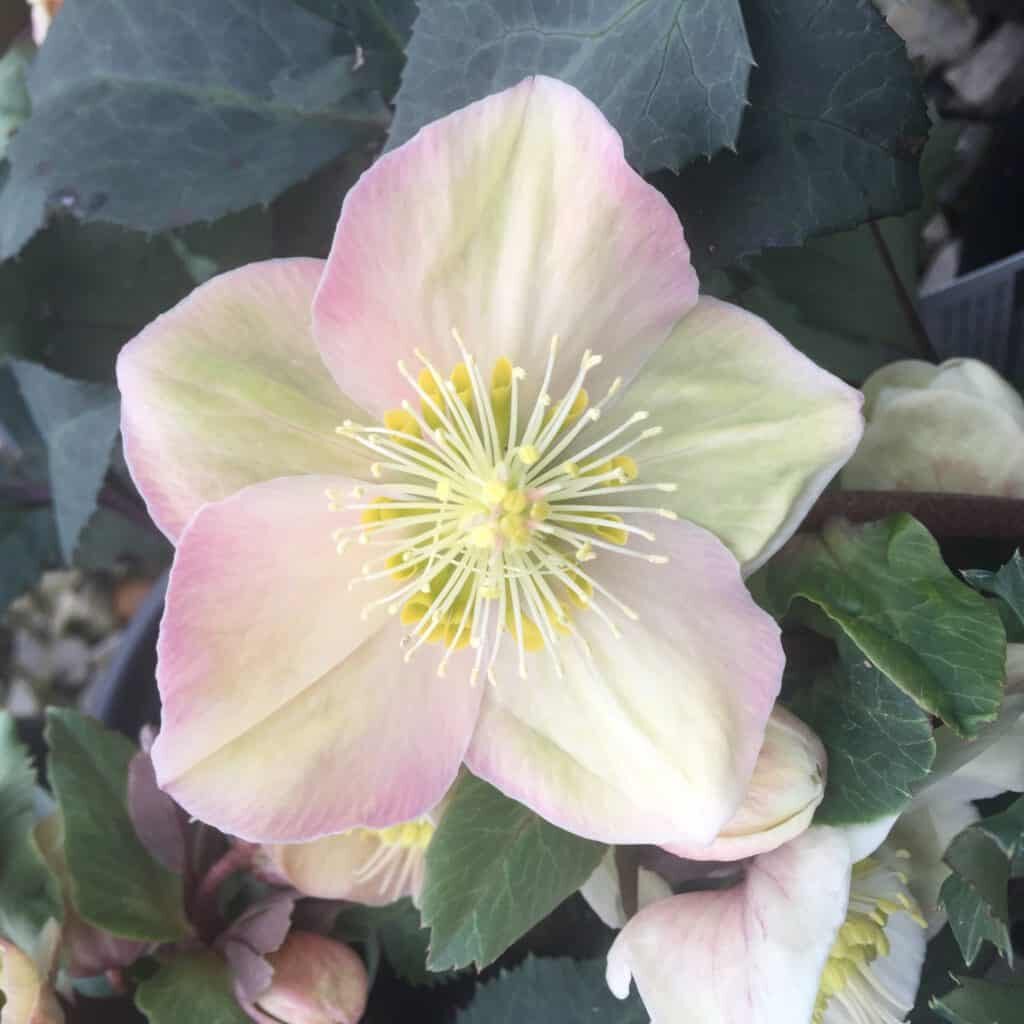 'Shooting Star' Helleborus