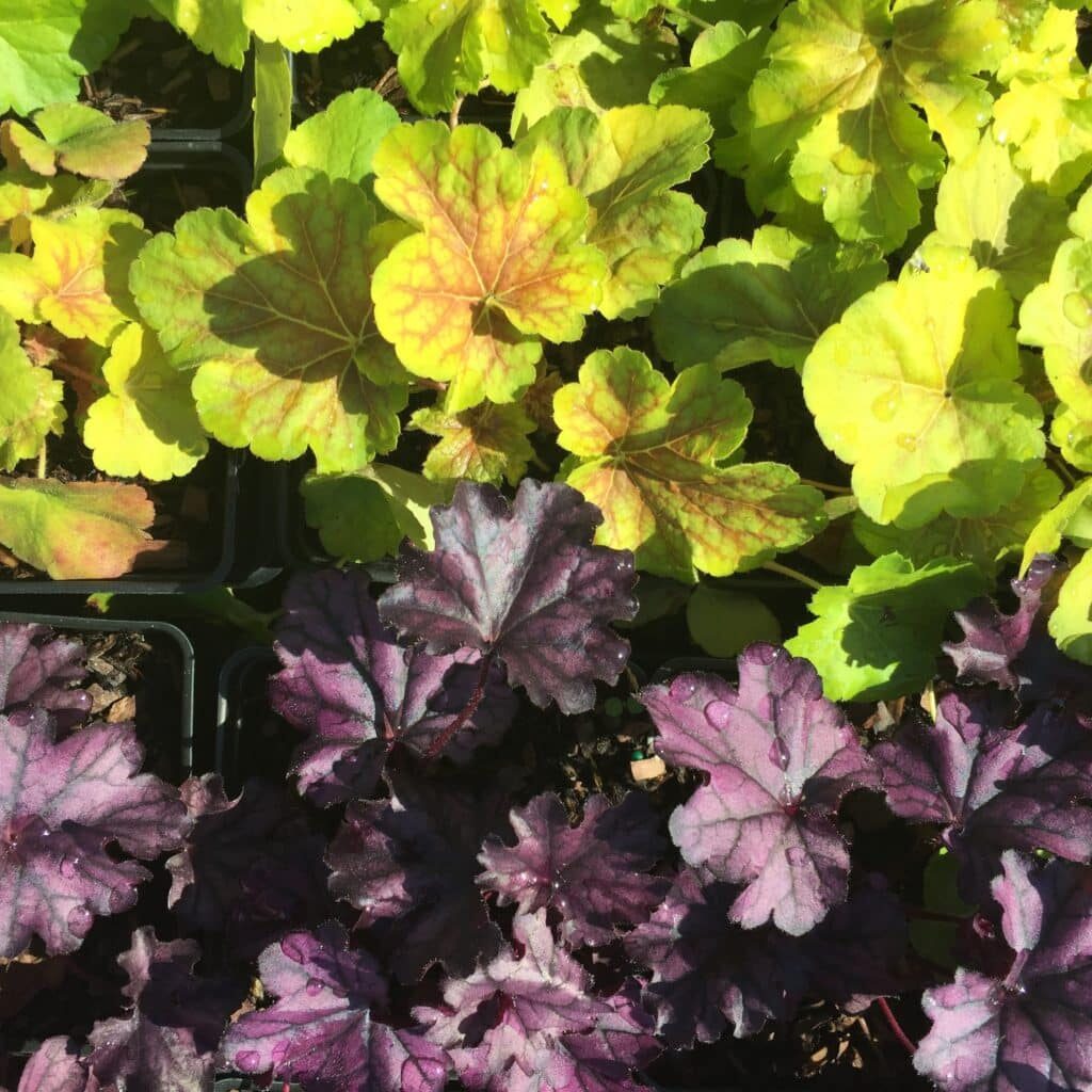 Heuchera