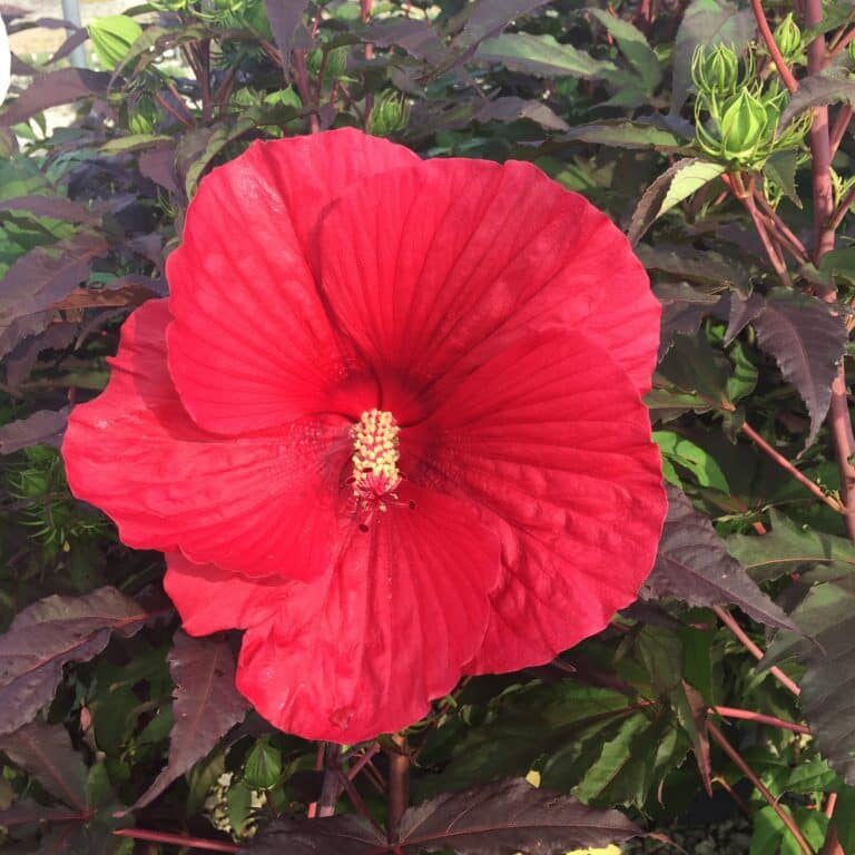 'Midnight Marvel' Hibiscus