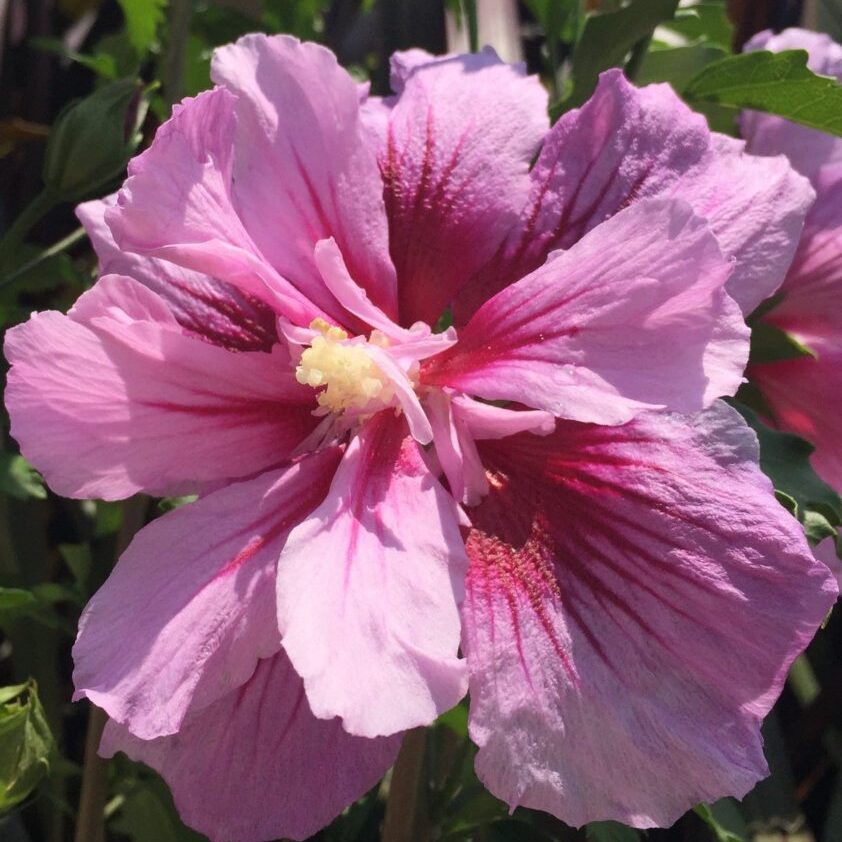 'Purple Pillar' Rose of Sharon