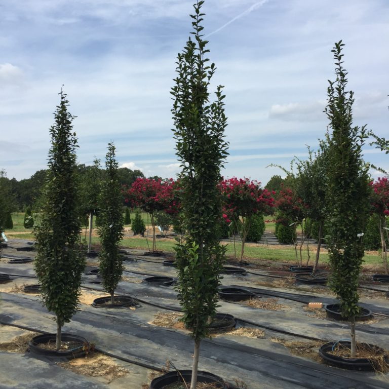 European Pyramidal Hornbeam