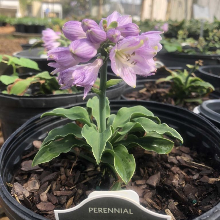 'Church Mouse' Hosta