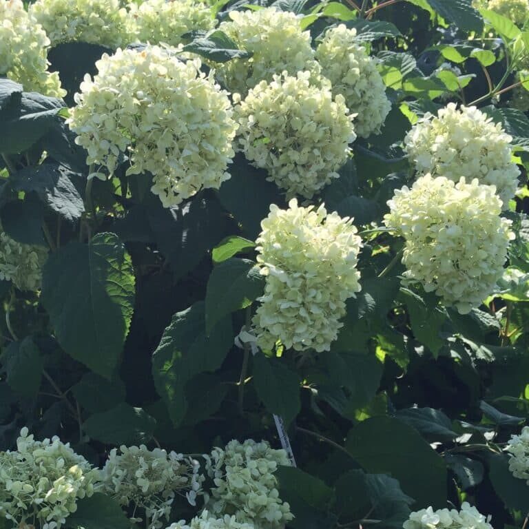 'Annabelle' Smooth Hydrangea