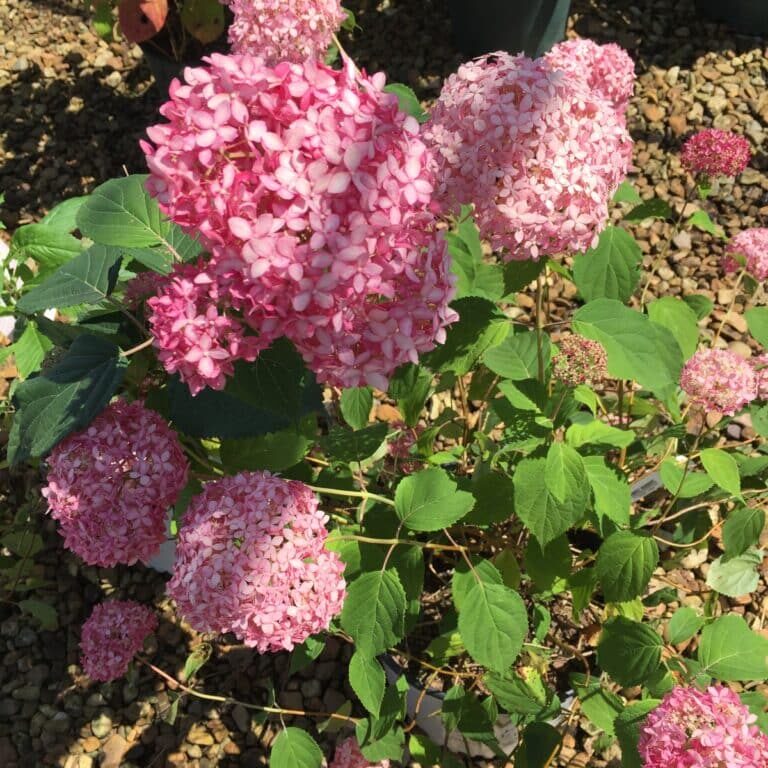 Invincibelle Spirit II® Smooth Hydrangea