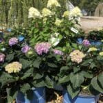 Hydrangea_macrophylla_vs_paniculata