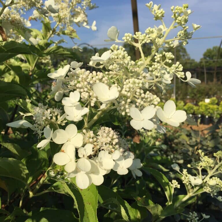 'Big Ben' Panicle Hydrangea