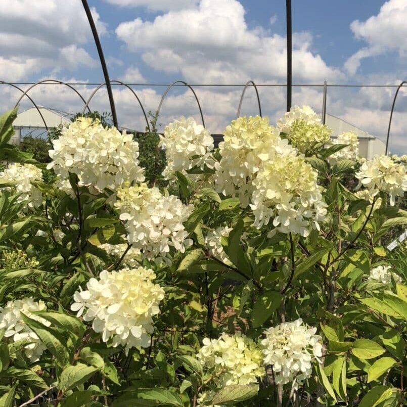 BoBo® Panicle Hydrangea