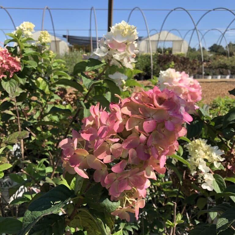 Firelight® Panicle Hydrangea