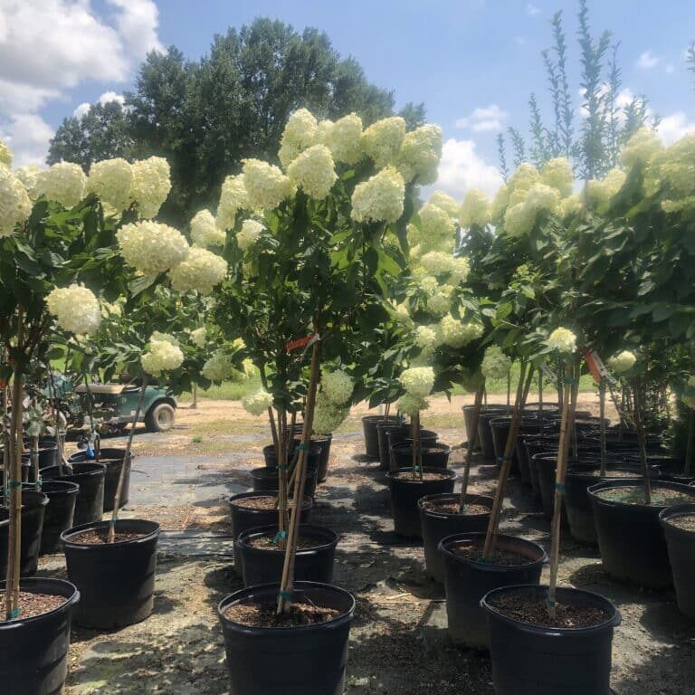 'Limelight' Panicle Hydrangea