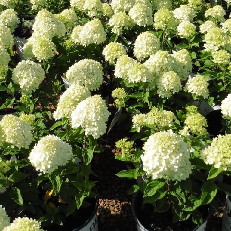 Little Lime® Panicle Hydrangea