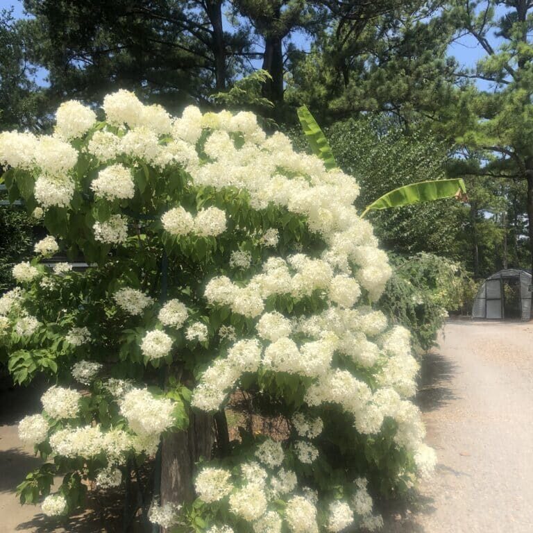 'Phantom' Panicle Hydrangea