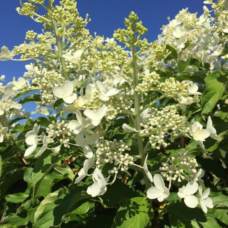 'Tardiva' Panicle Hydrangea