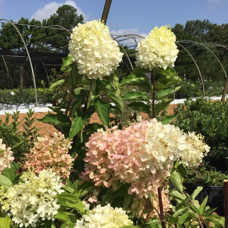 Zinfin Doll® Panicle Hydrangea