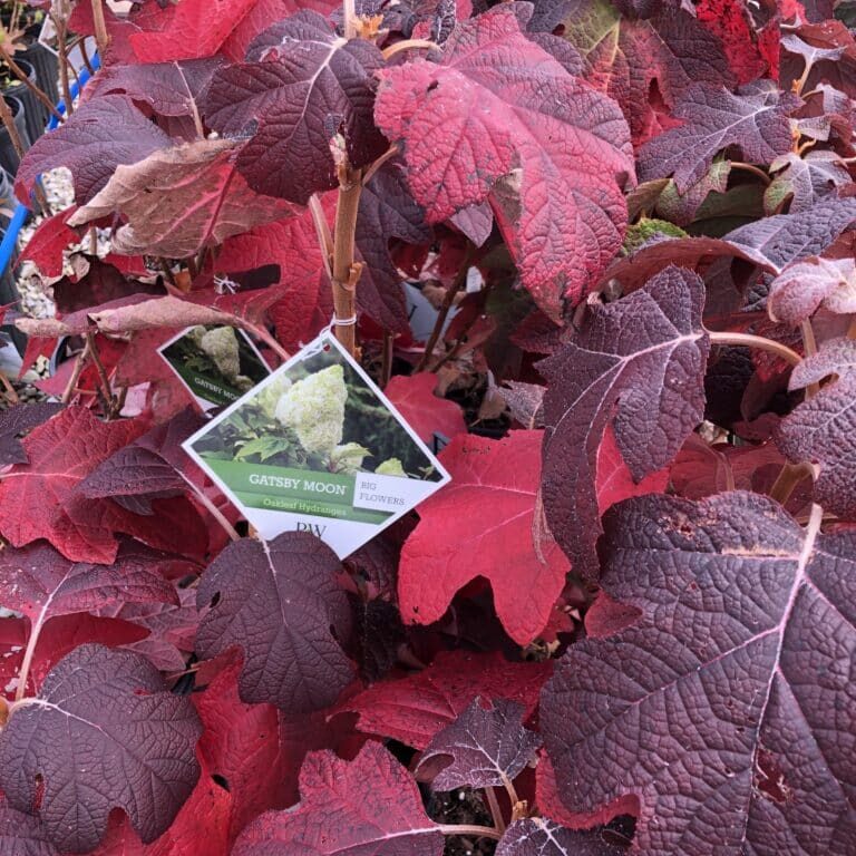 Gatsby's Moon® Oakleaf Hydrangea