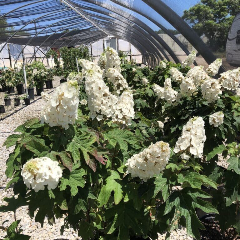 'Ruby Slippers' Oakleaf Hydrangea