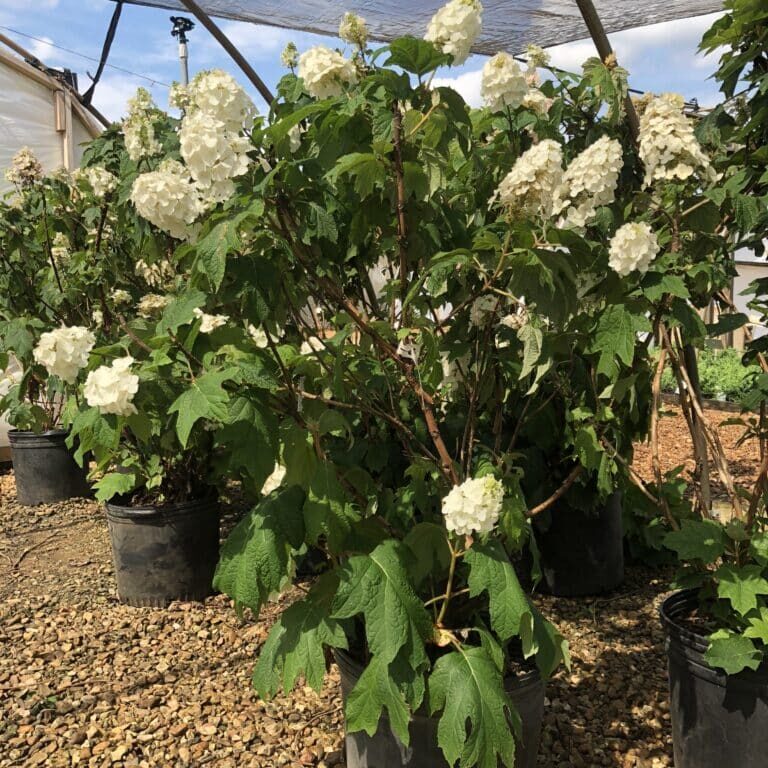 'Snow Queen' Oakleaf Hydrangea