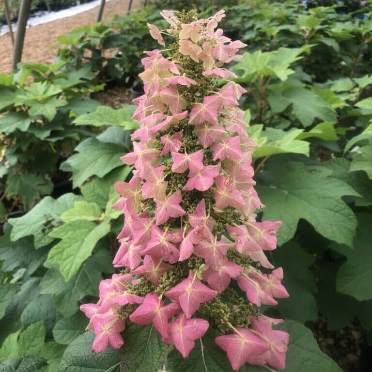 Mature Bloom-Oakleaf Hydrangea