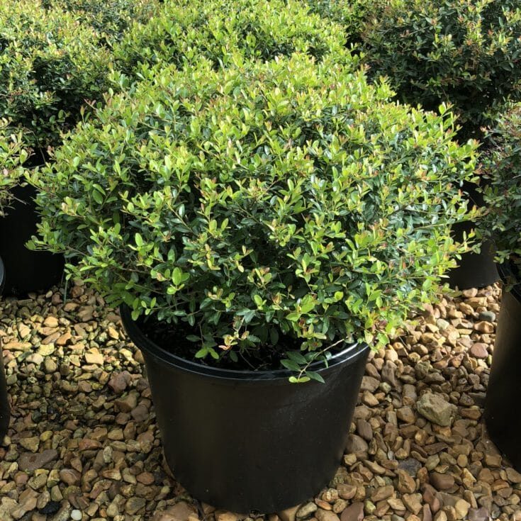 Dwarf Yaupon Holly