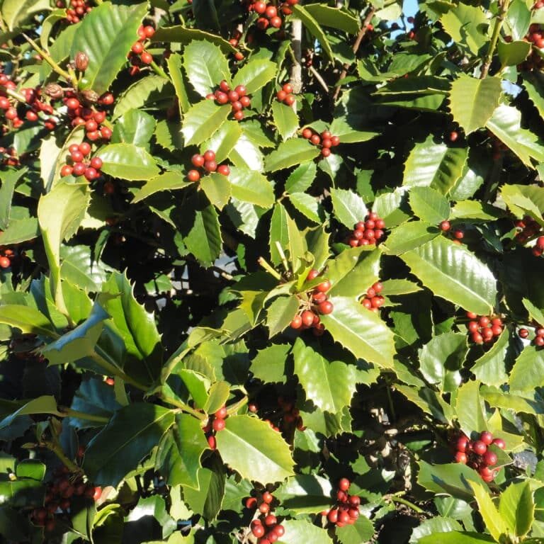 'Emily Brunner' Holly