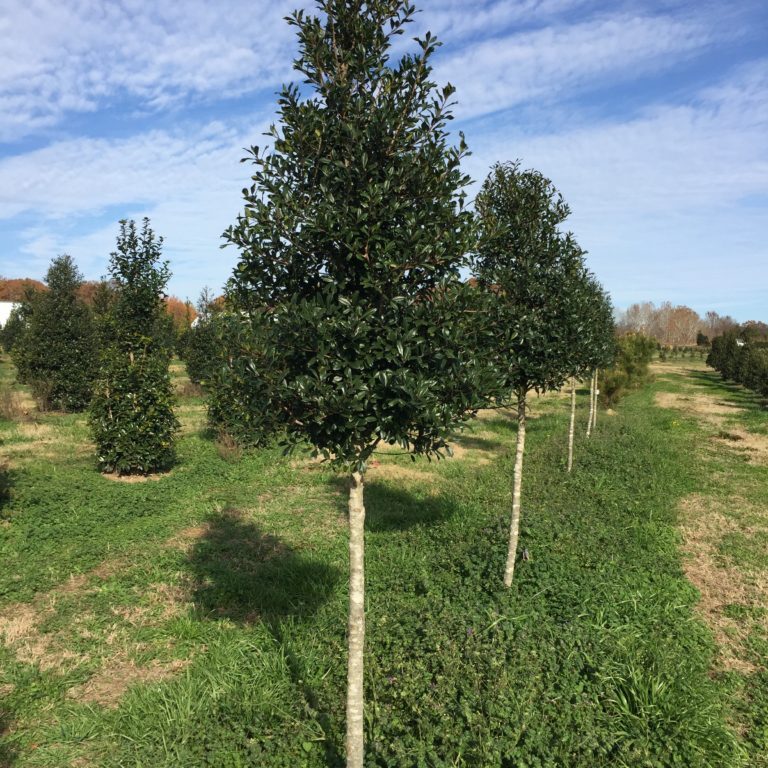 'Foster' Holly, tree form