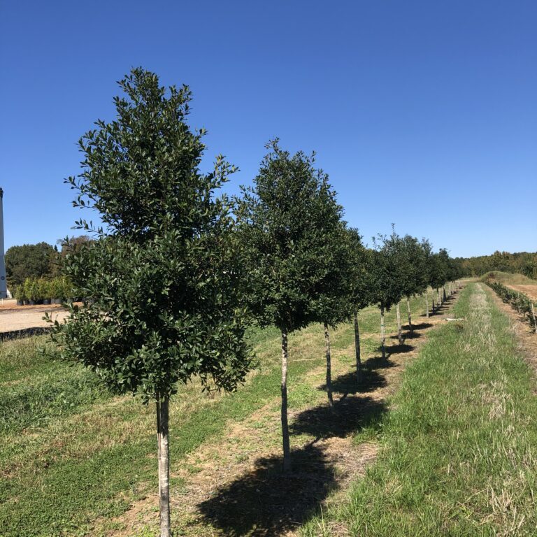 Tree-Form 'Foster' Holly