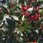 'Foster' Holly Berries