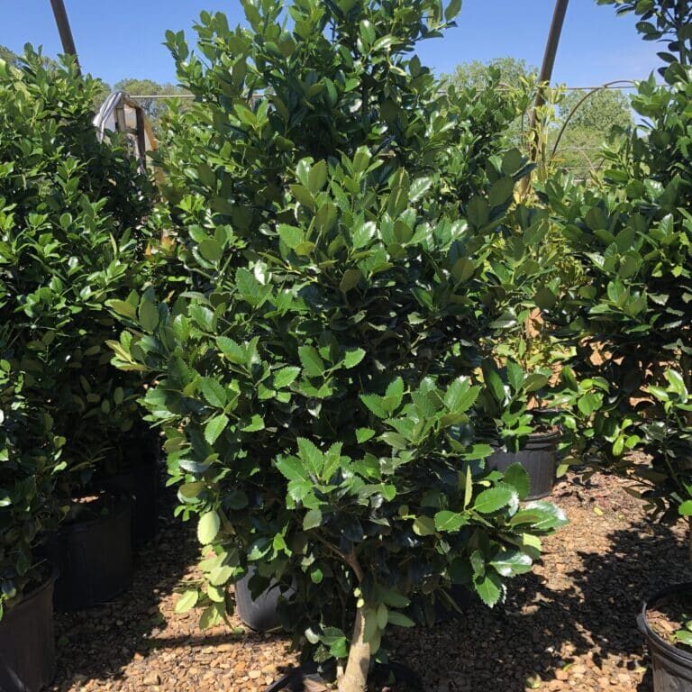 'Liberty' Holly, 7g