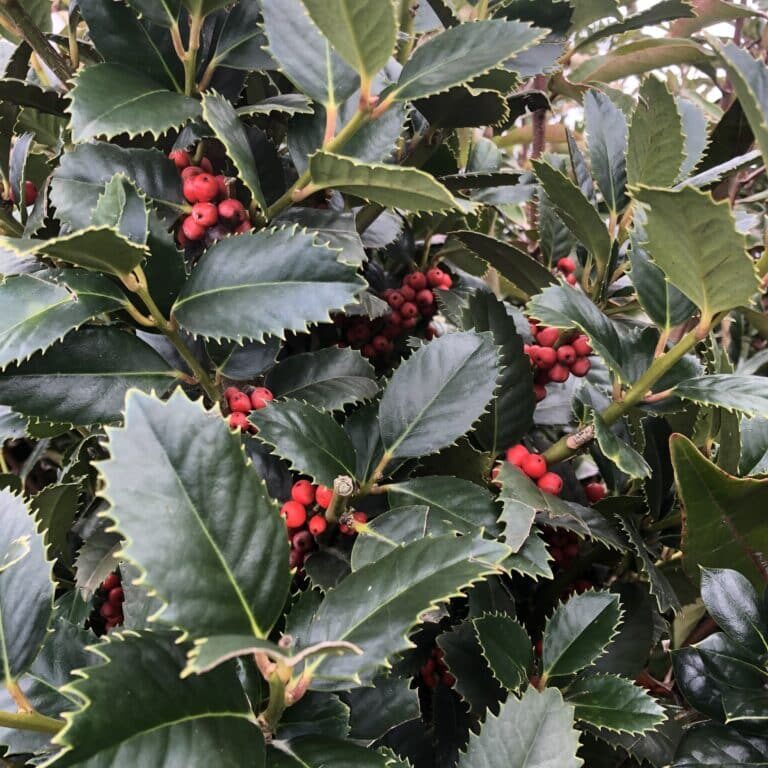 'Liberty' Holly