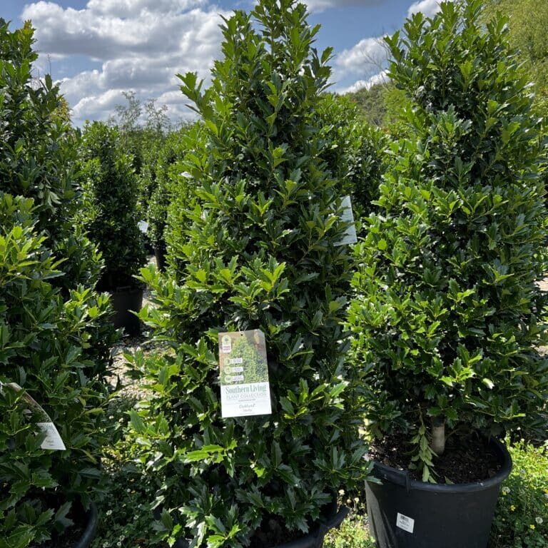 'Oakland' Holly, 15g