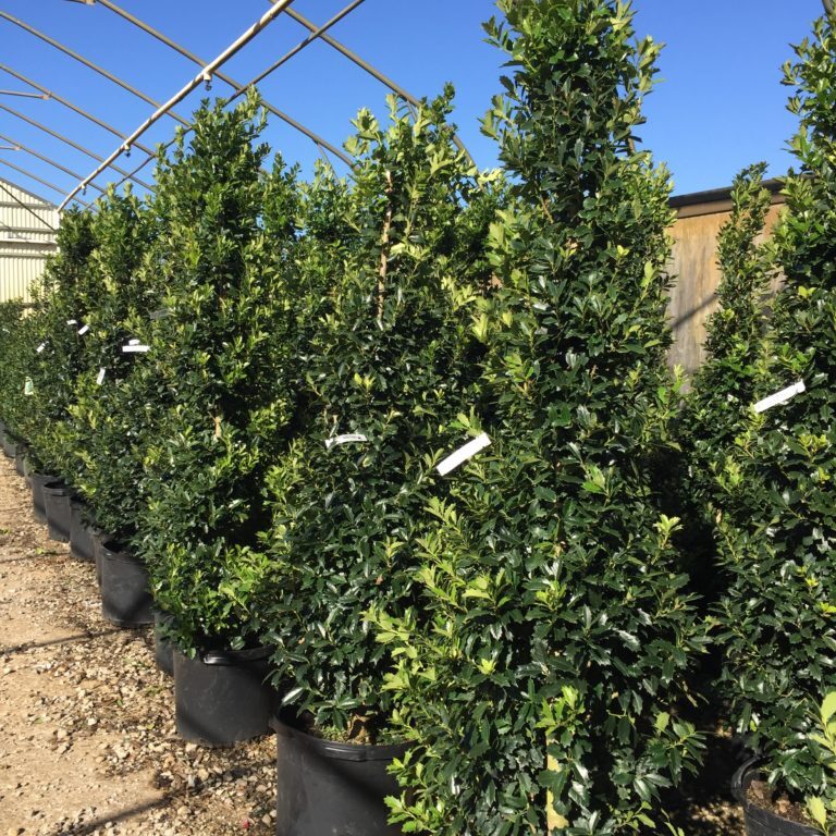 'Oakleaf' Holly, 15g