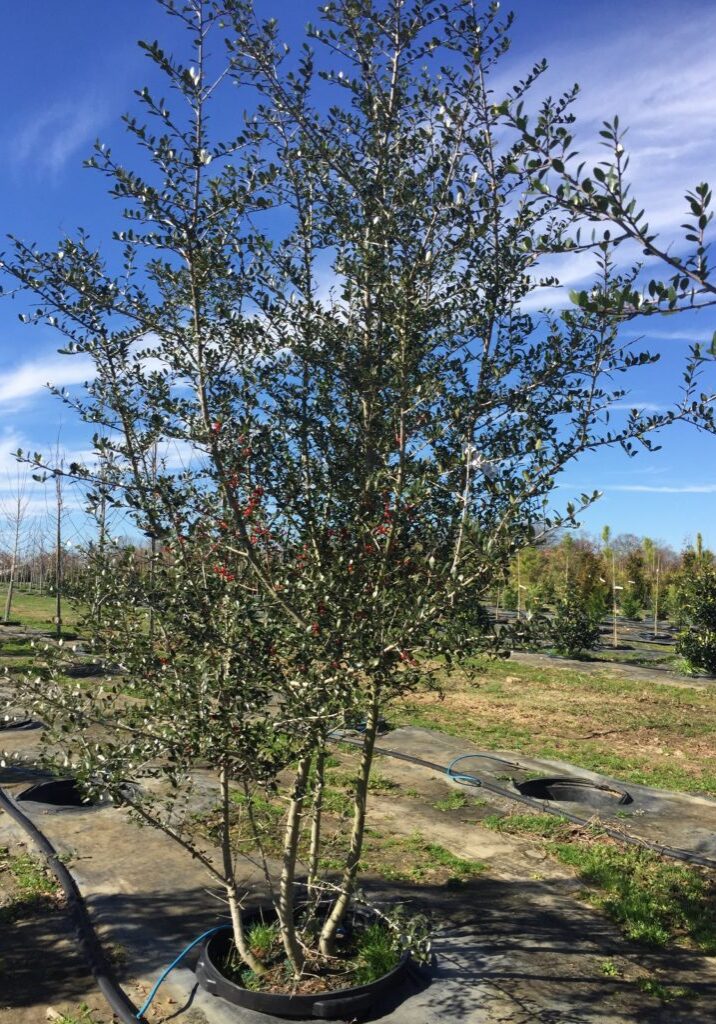 'Dodd's Cranberry' Yaupon Holly