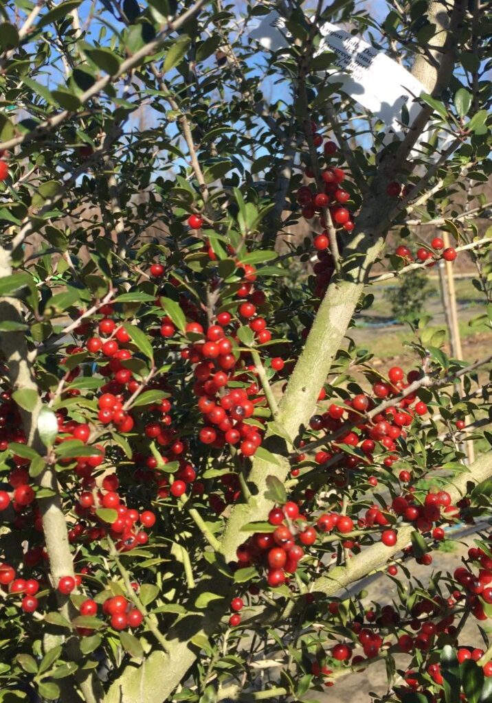 'Dodd's Cranberry' Yaupon Holly