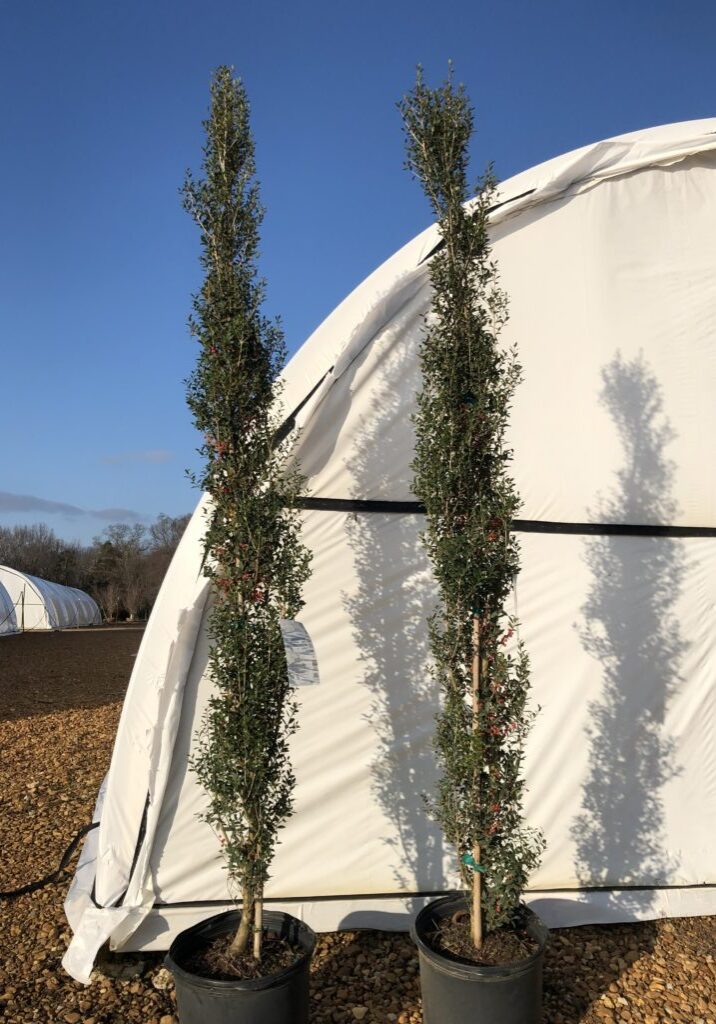 'Scarlet's Peak' Yaupon Holly