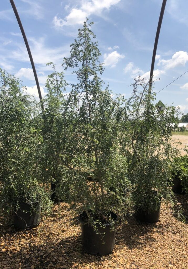 Weeping Yaupon Holly