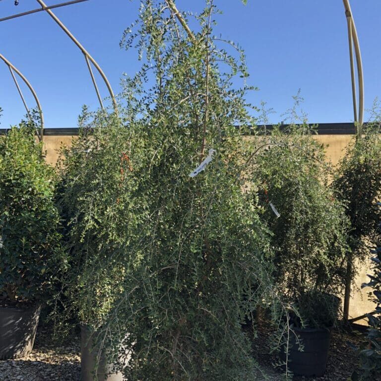 Weeping Yaupon Holly