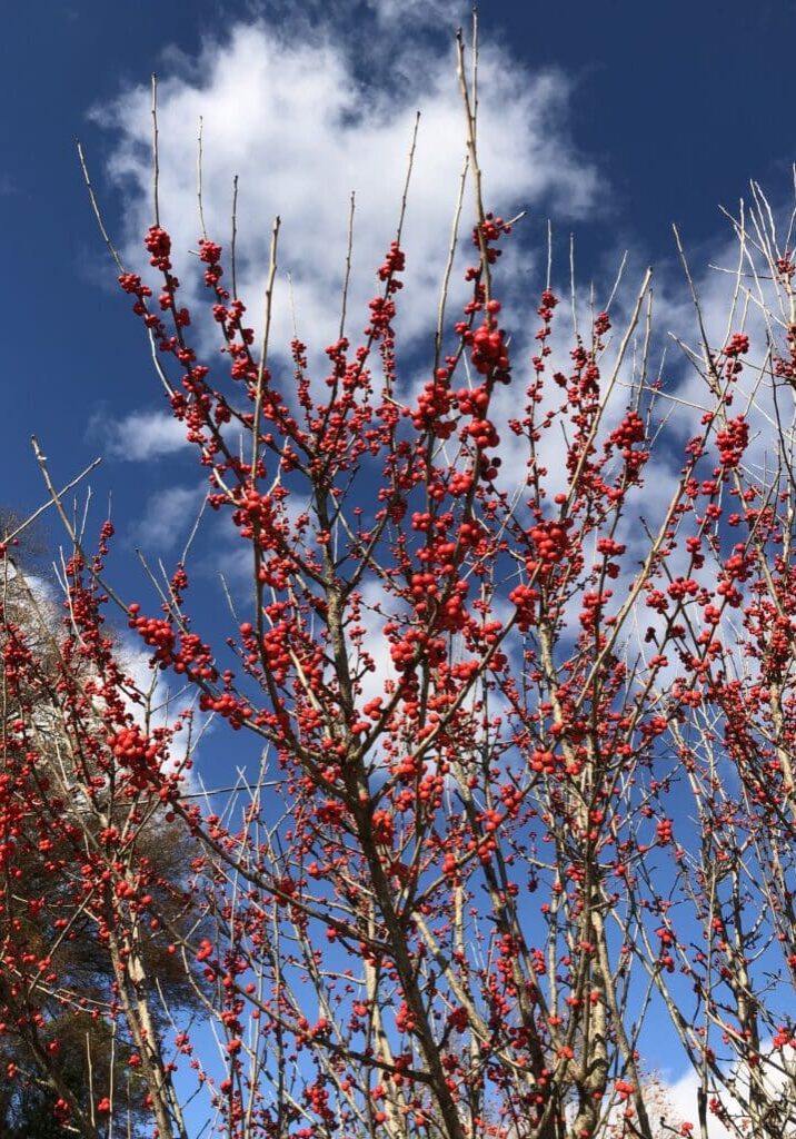 'Sentry' Holly, berries