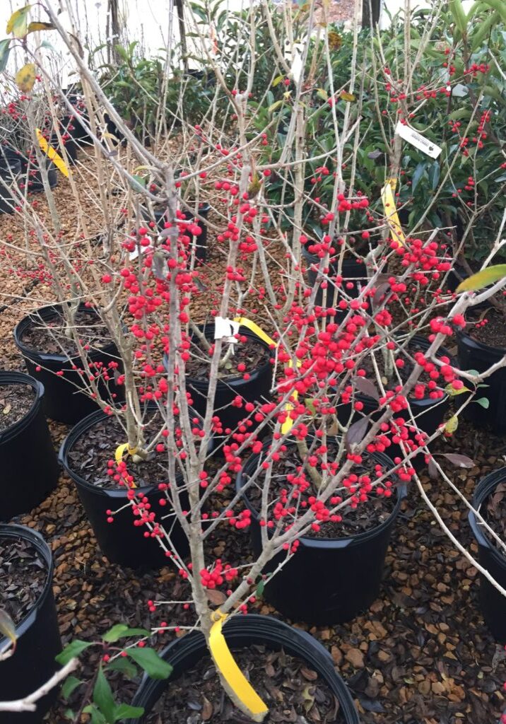 'Warren's Red' Deciduous Holly