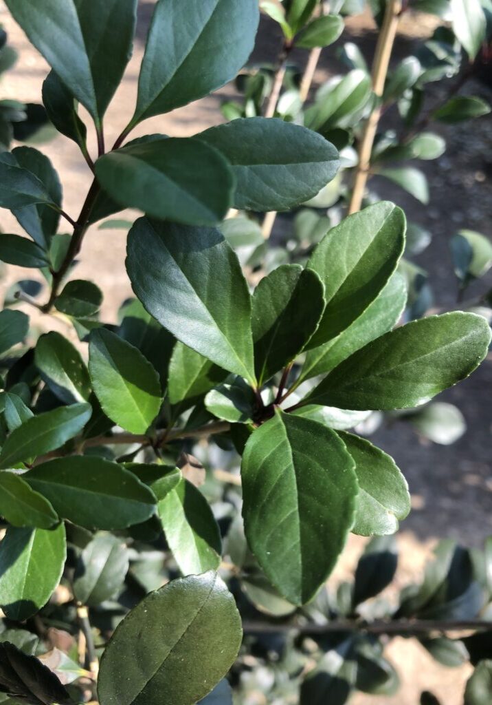 'Warren's Red' Deciduous Holly