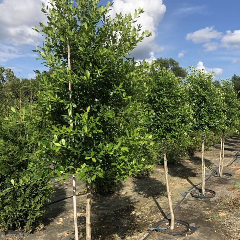 American Holly, native