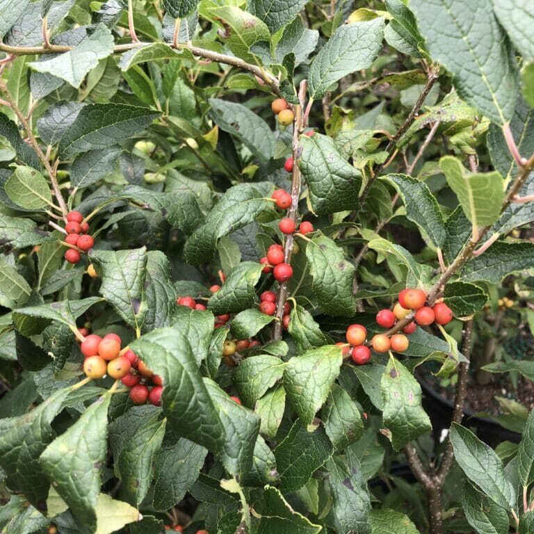 'Winter Red' Winterberry, female