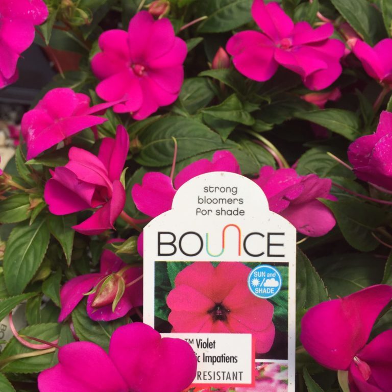 Violet Bounce™ Impatiens