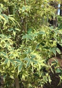 'Beni Schichihenge' 
Summer Foliage