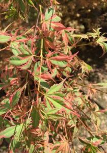 'Beni Schichihenge'
Spring Foliage