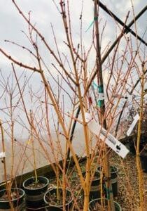 'Bihou' Japanese Maple- Winter