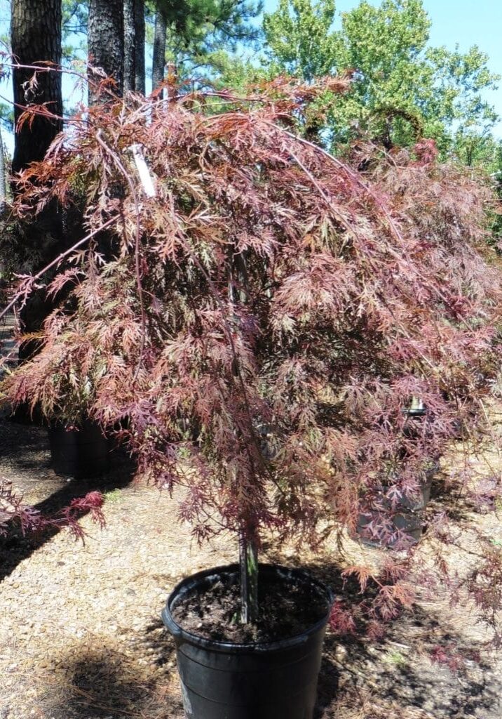 'Crimson Queen'